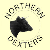 Northern Dexter Cattle
