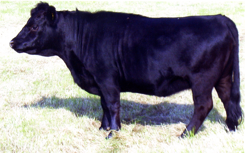 Class 2 Heifer under 24 mths  1st. Toadhole Candy.    Amy Harrison